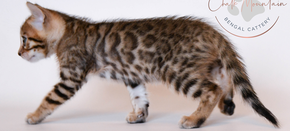 Bengal kitten for sale